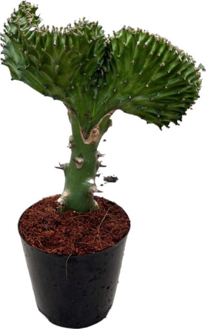 Euphorbia Lactea 'Green Cristata' (Kaktüs)