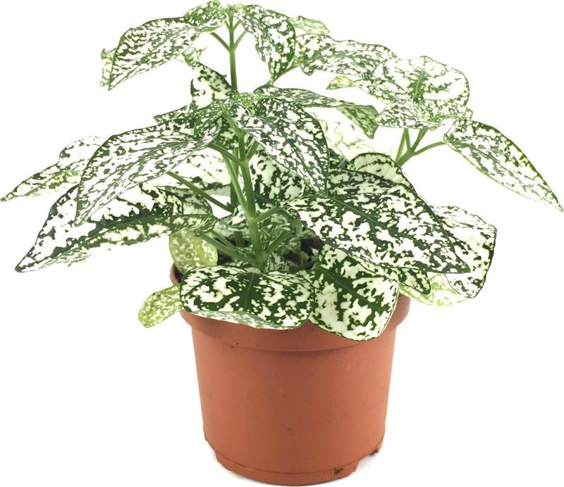 Hypoestes Phyllostachya 'White' (Hostes Çiçeği)