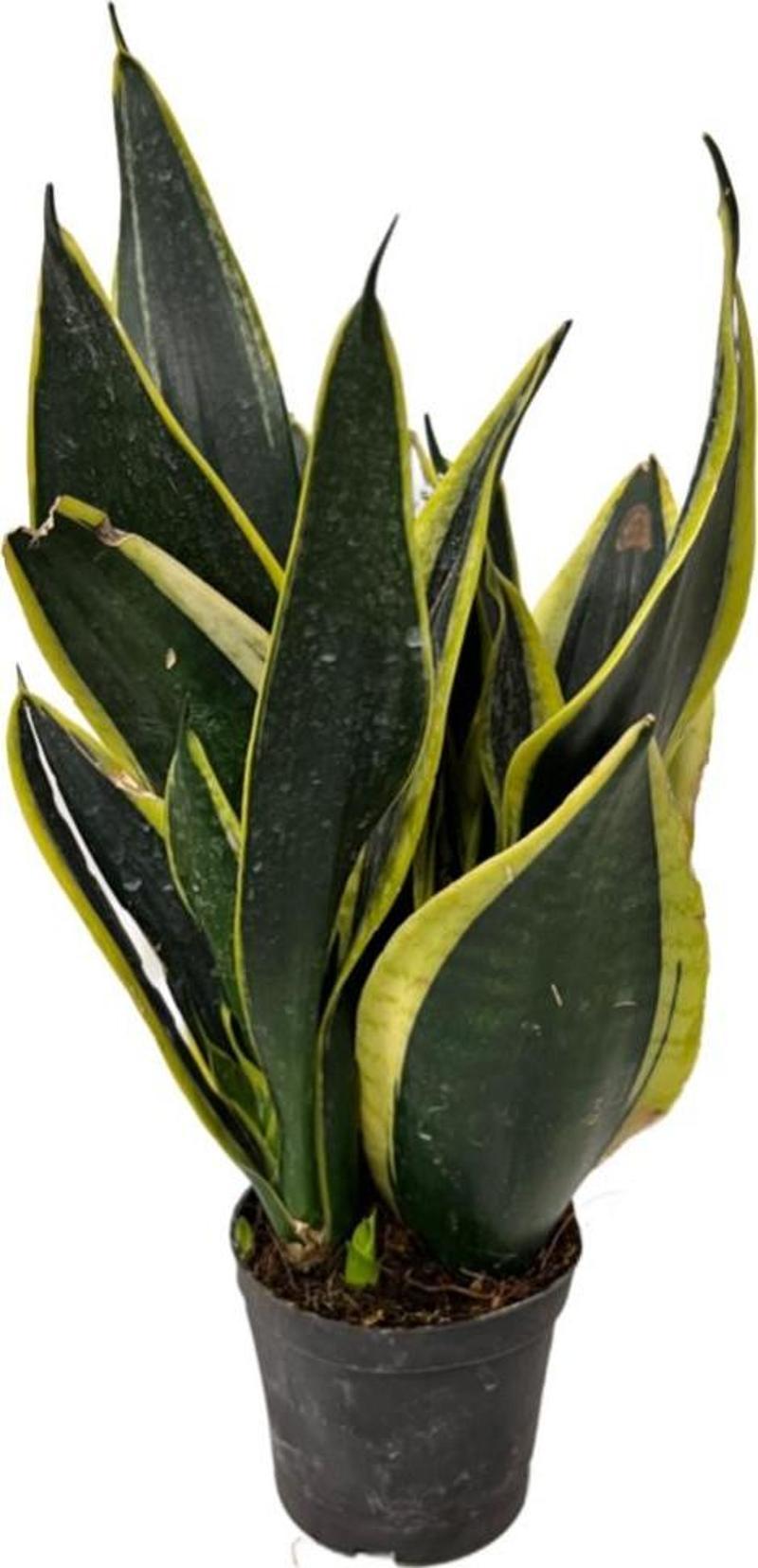 Sansevieria 'Black Gold' (Paşa Kılıcı)