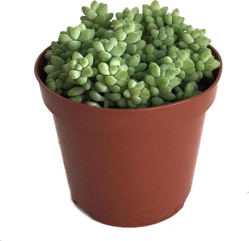 Sedum Burrito (Sukulent)