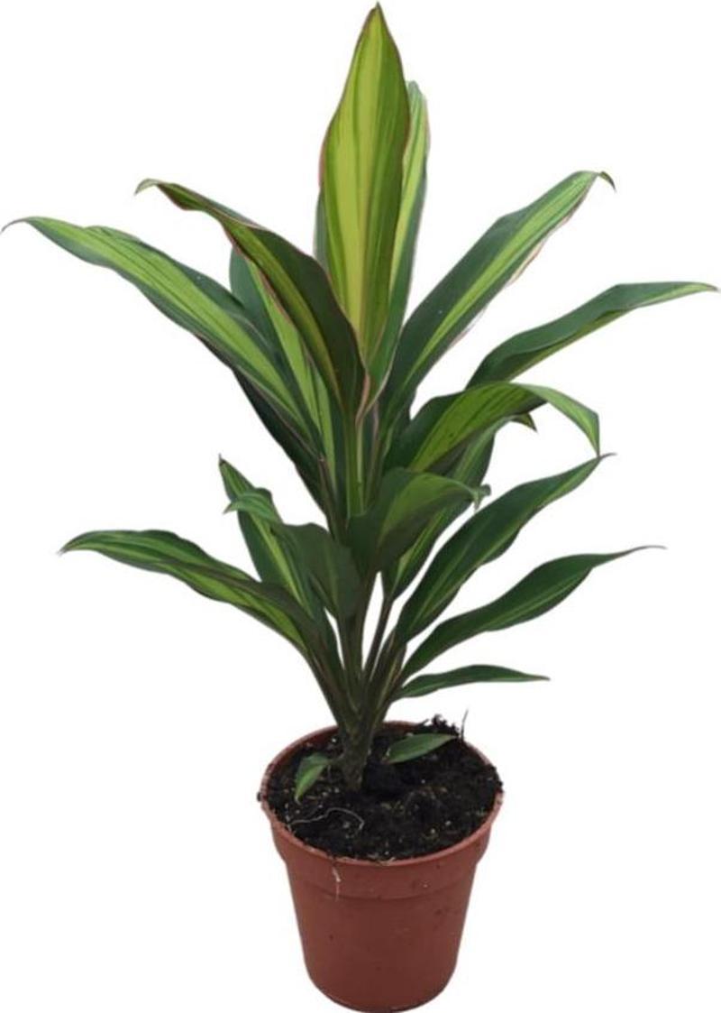 Cordyline 'Kiwi' (Kordilin Çiçeği)