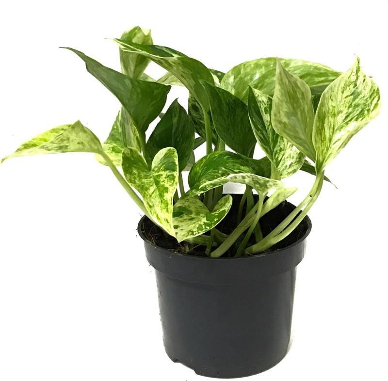 Epipremnum 'Snow Queen' (Salon Sarmaşığı)