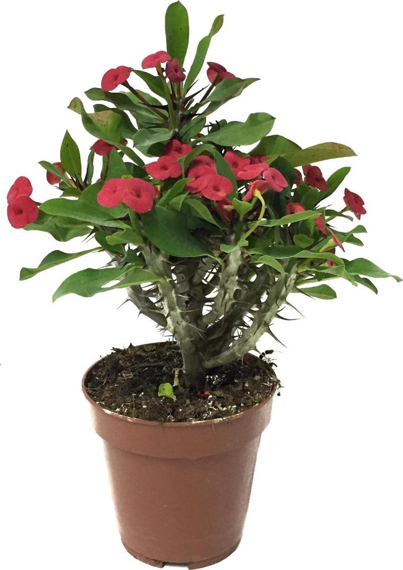 Euphorbia Milii 'Pink' (Dikenler Tacı Çiçeği)