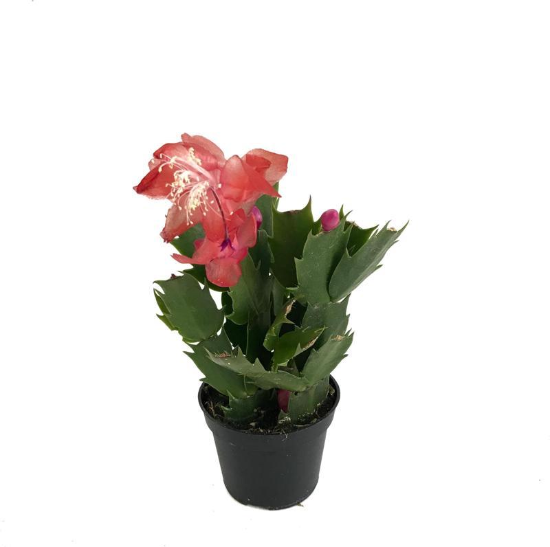 Schlumbergera 'Red' (Yılbaşı Çiçeği)