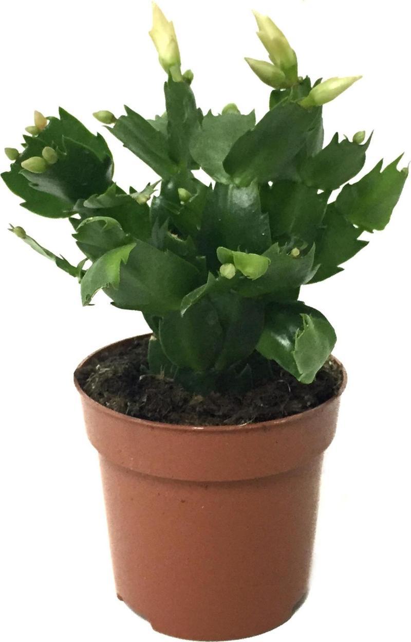 Schlumbergera 'White' (Yılbaşı Çiçeği)