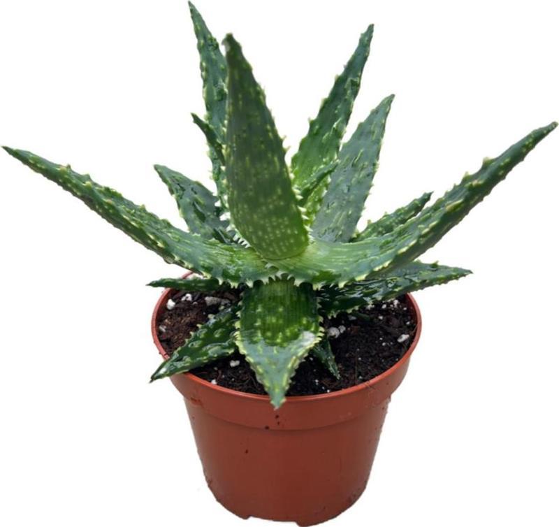 Aloe 'Thiba' (Kaktüs)