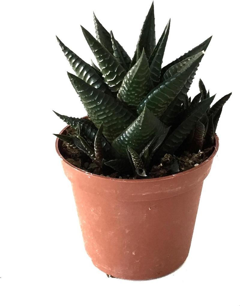 Haworthia Limifolia (Sukulent)