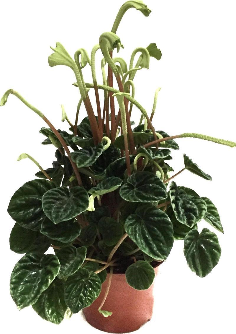 Peperomia Caperata 'Emerald Ripple'