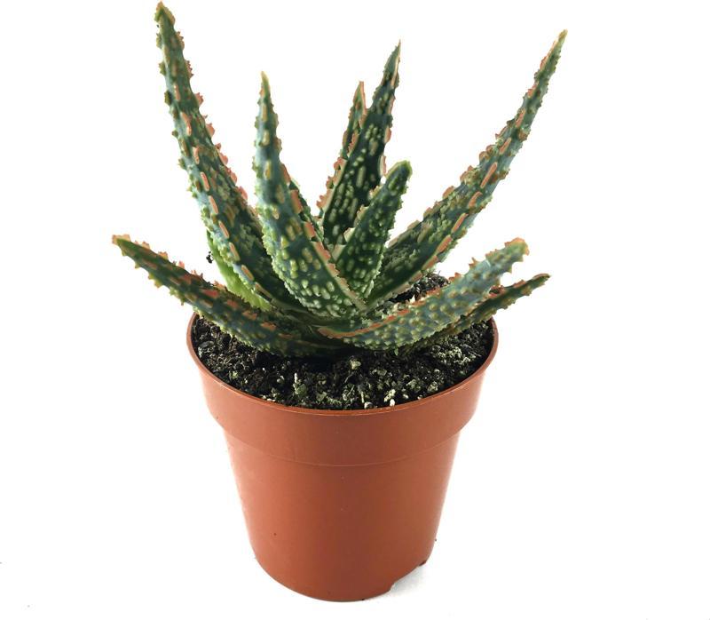 Aloe 'Christmas Carol' (Kaktüs)