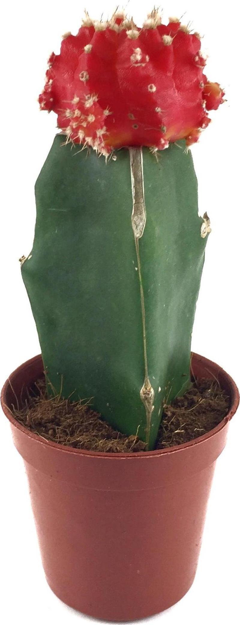 Gymnocalycium Mihanovichii 'Red' (Kaktüs)