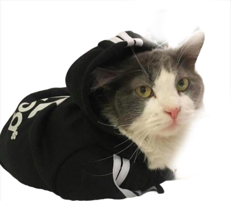 Siyah Adidog Kapşonlu Duo Kedi Sweatshirt Kedi Kazağı 