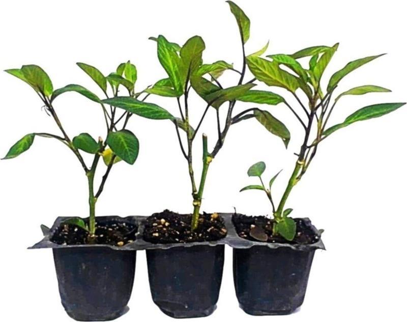 Pepino Fidesi (3Lü Ambalaj)