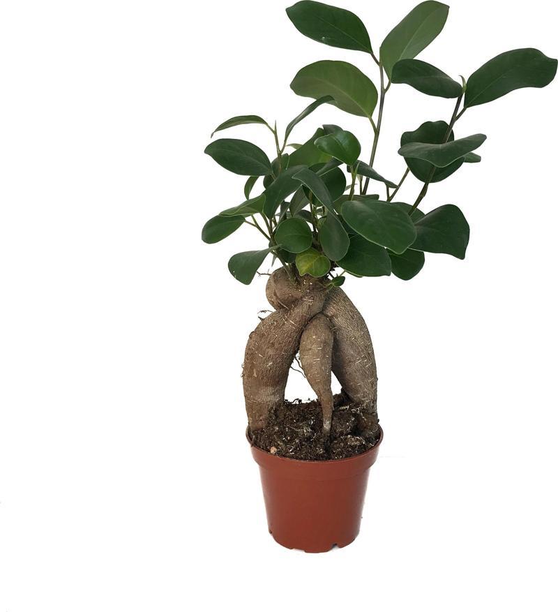 Ficus Microcarpa 'Bonsai'