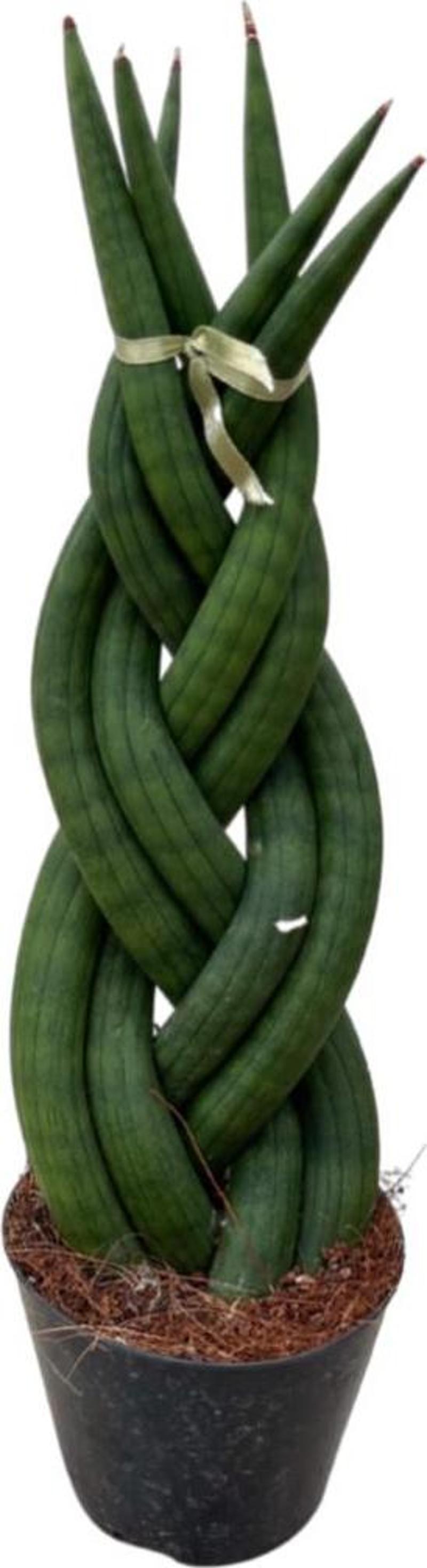 Sansevieria Gevlochten (Paşa Kılıcı)