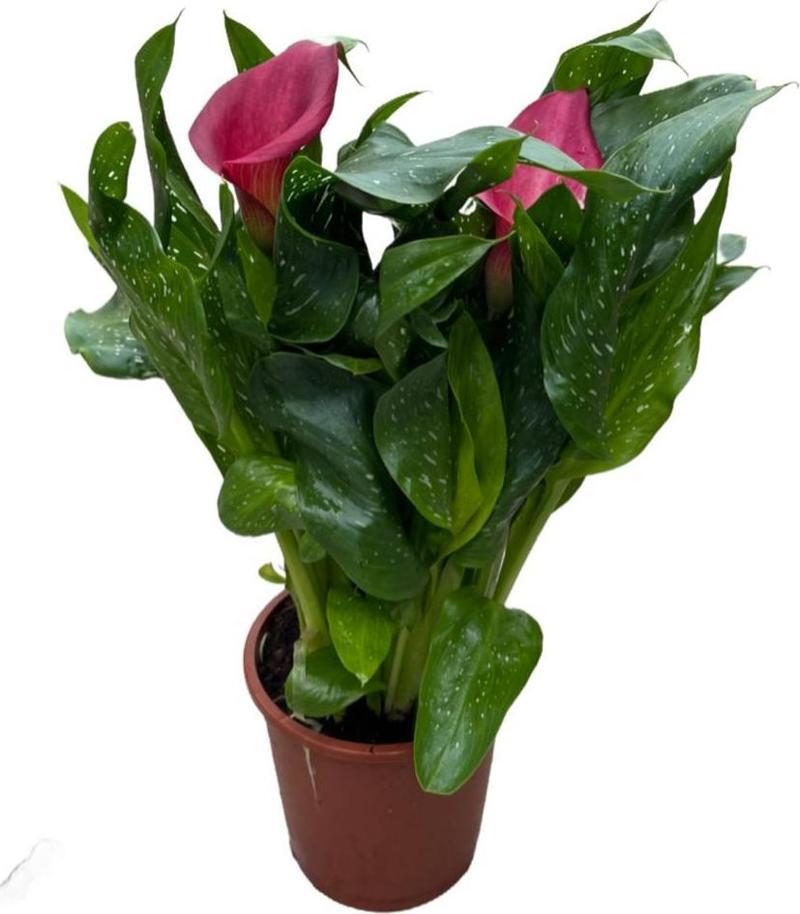 Calla Lilly 'Pink' (Gala Çiçeği)