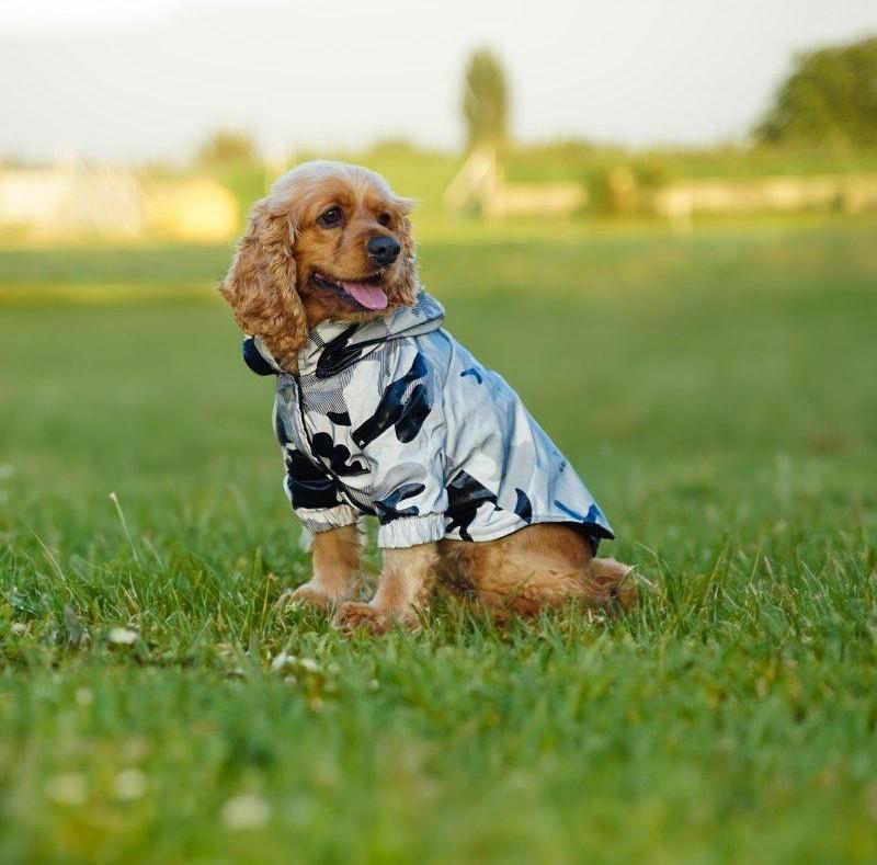 Kamuflaj Desen Reflektörlü Köpek Yağmurluğu Large