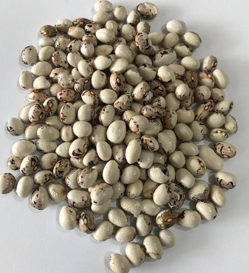 YERLİ AYŞE KADIN OTURAK FASULYE TOHUMU 100 GR (KAHVE ÇİZGİLİ BEYAZ)