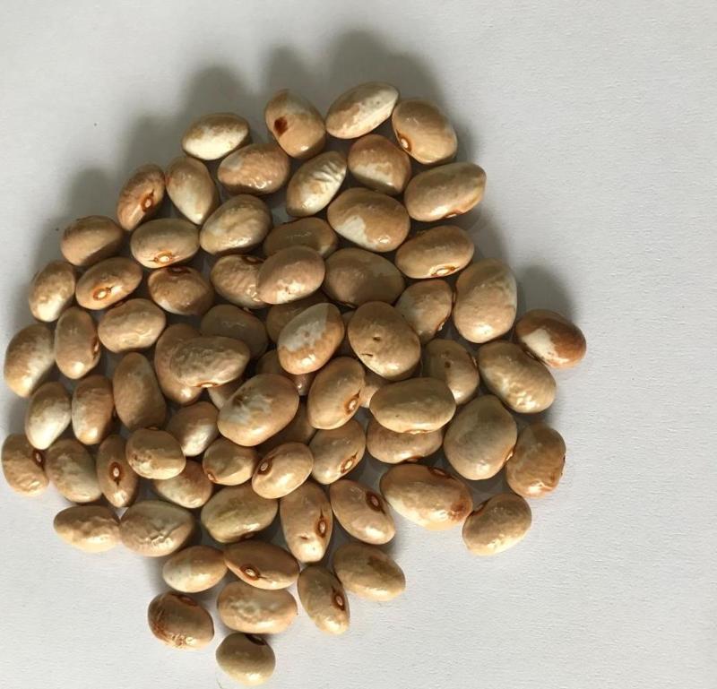 YERLİ AYŞE KADIN SIRIK FASULYE TOHUMU 500 GR (KREM-BEYAZ)
