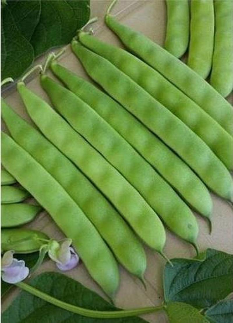 Yerli Ata Tohumu Sırık Erken Fasulye 25 Gr (Siyah)