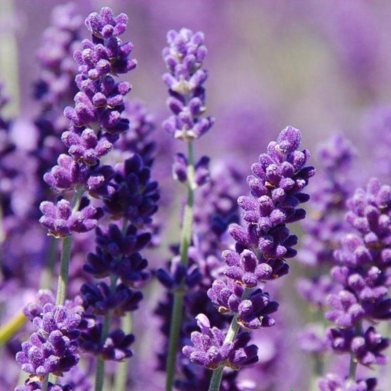 LAVANTA   Tohumu Yerli Lavandula 100 adet