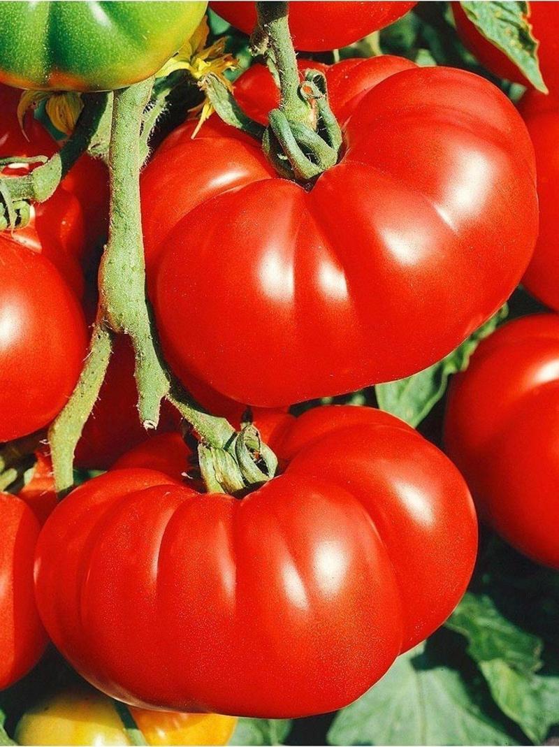 Ata Tohumu Yerli Doğal Antep Oturak Domatesi Tohumu 100 Ad. Sebze Tohumu