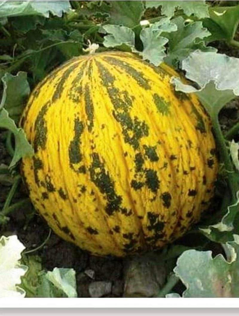 Agrodal Tarım Ata Tohumu Yerli Dalaman Kavunu 100 Adet Tohum
