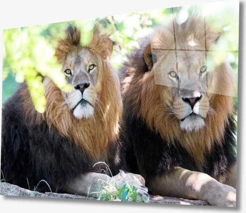 Aslan Hayvan Cam Tablo 4Mm Dayanıklı Temperli Cam