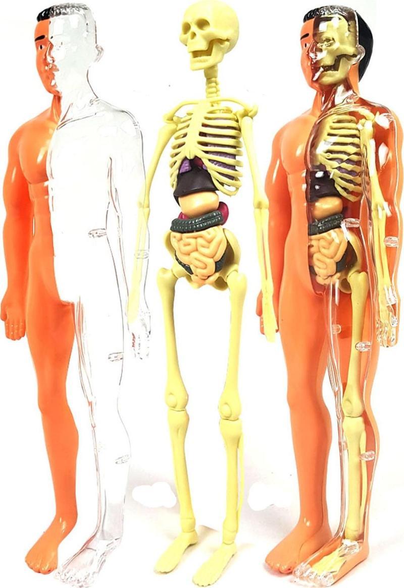 İnsan Anatomisi 3 Boyutlu İskelet ve İç Organlar 30 Parça PC052