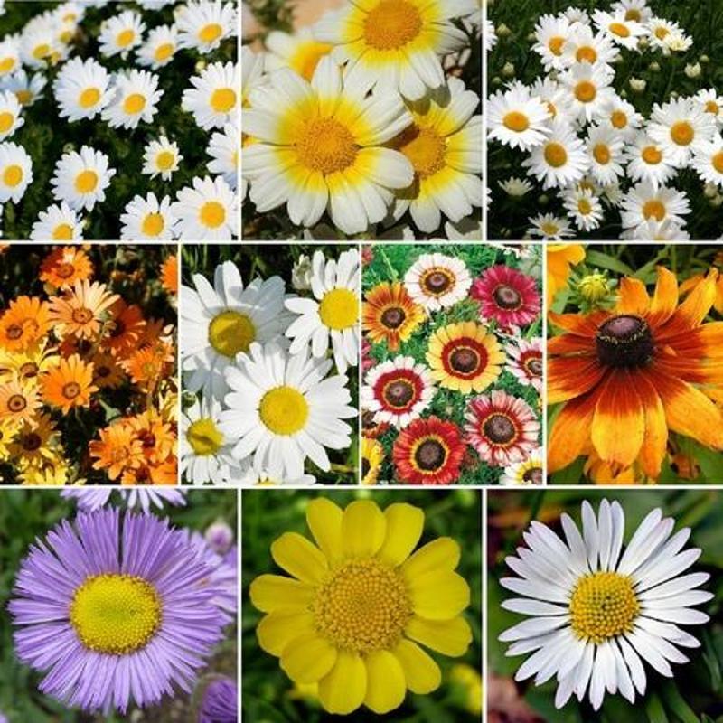 10 Adet Karışık Renk Papatya Çiçeği Tohumu + 10 Adet Hediye K.Renk Gül Çiçek Tohumu