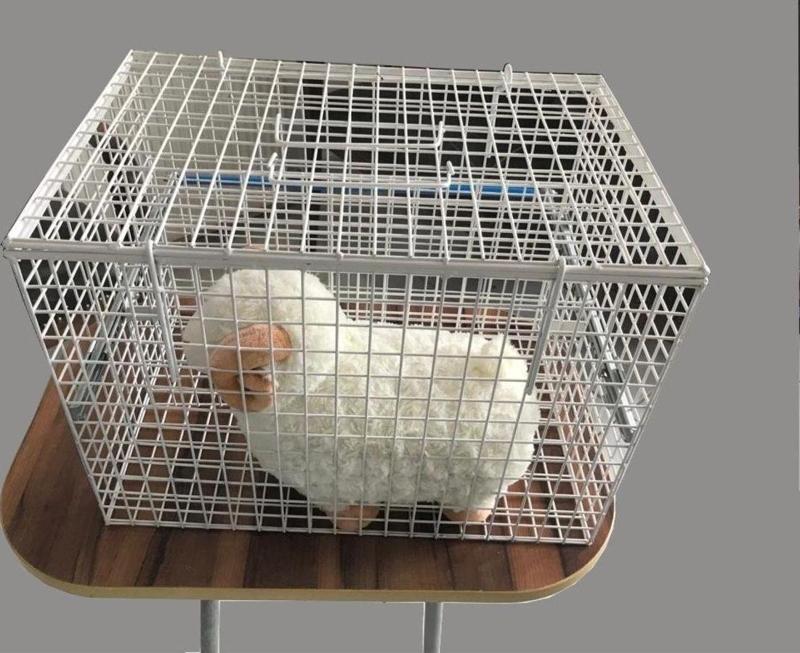 Kedi Enjeksiyon Kafesi 45 X 31 X 31 Cm
