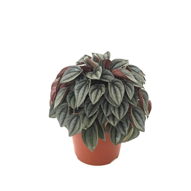 Peperomia Caperata 'Platinum'