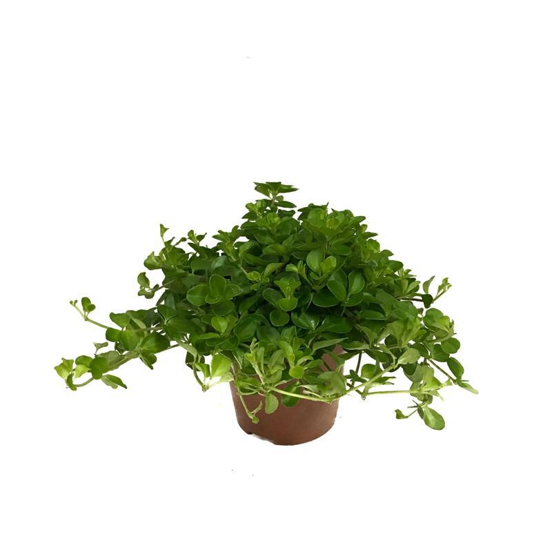 Peperomia Rotundifolia